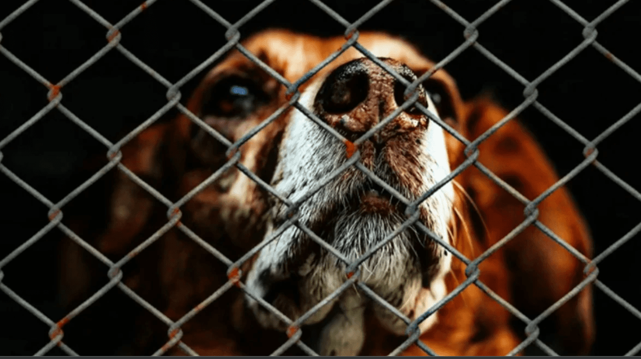 Perro de refugio mata a una mujer en Florida y hiere a otra