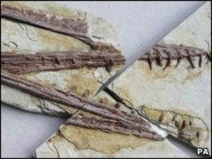 Hallan fósil de desconocido reptil volador con 170 millones de años de antigüedad