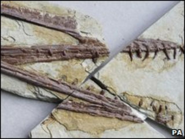 Fósil de desconocido reptil volador con 170 millones de años de antigüedad