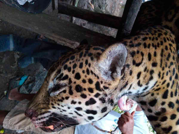 Jaguar asesinado en Palizada, Campeche