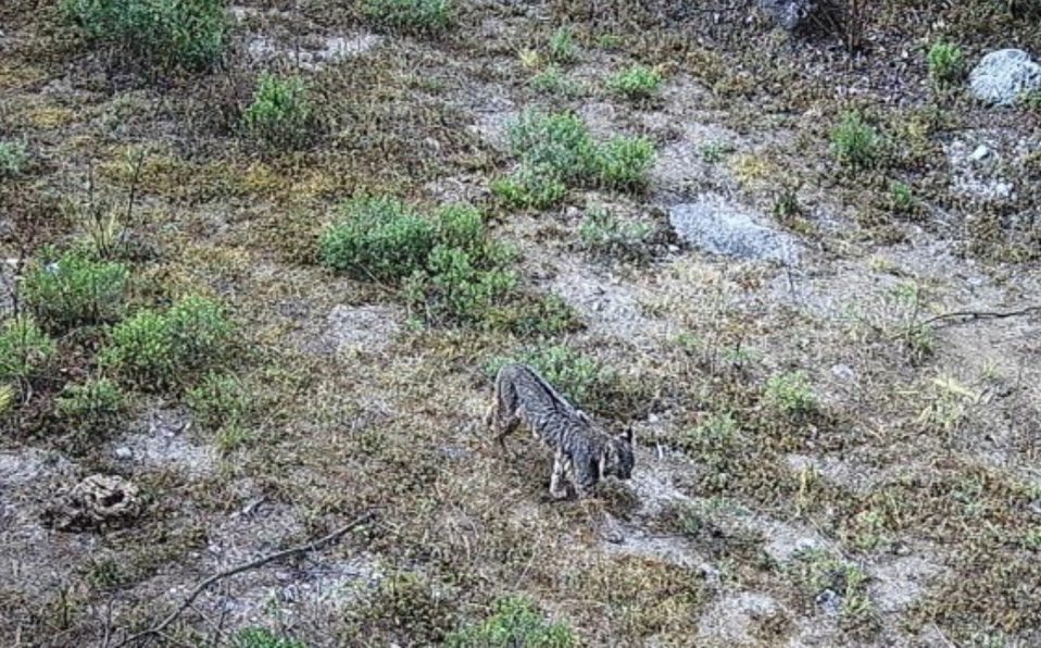 Captan #VIDEO de lince en Desierto de los Leones; estaba desaparecido