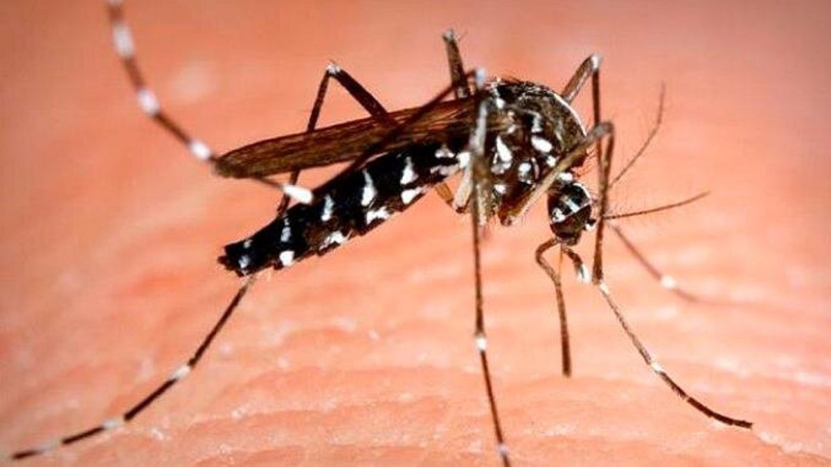 EU planea liberar 2 mil millones de mosquitos del dengue con modificación genética
