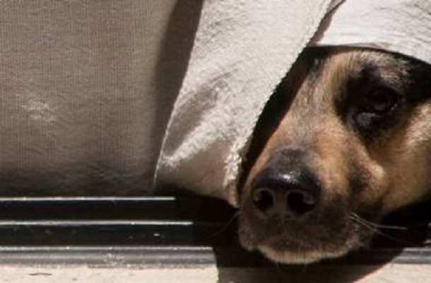 Dan más de tres años de cárcel a hombre que mató a tiros a perrito, en Puebla