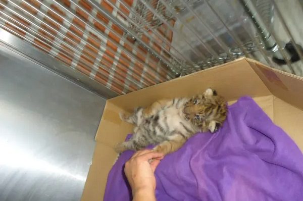 Rescatan a cachorro de tigre en Guanajuato; tiene menos de un mes de nacido