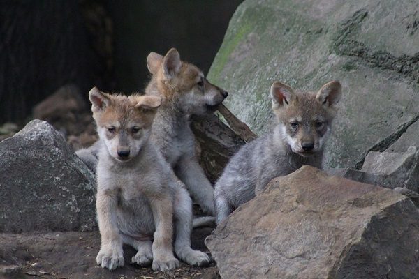 Investigan muerte de dos lobos mexicanos en el Zoológico de Chapultepec