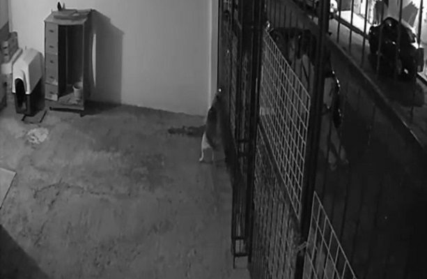 Entre envenenamientos y asesinatos, se dispara maltrato animal en Hidalgo