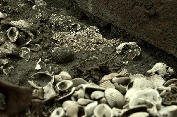 Localizan depósito con 164 estrellas de mar en el Templo Mayor