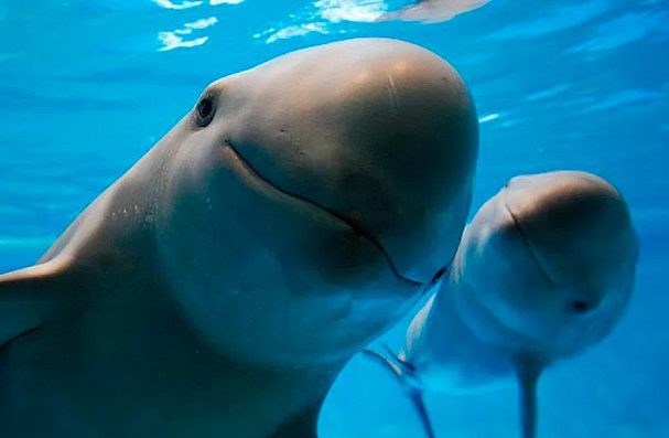 México y EE.UU. dialogan sobre la protección a la vaquita marina