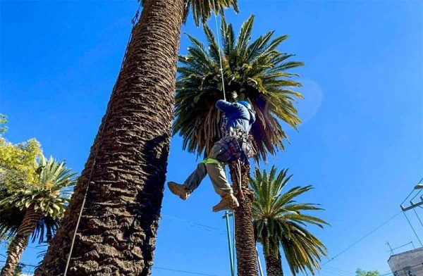 500 palmeras y 5 mil árboles muertos serán sustituidos en la CDMX