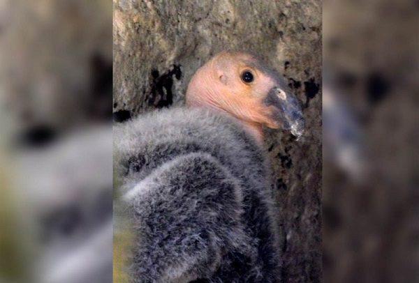 Nace cóndor de California en Zoológico de Chapultepec; es el polluelo número 10