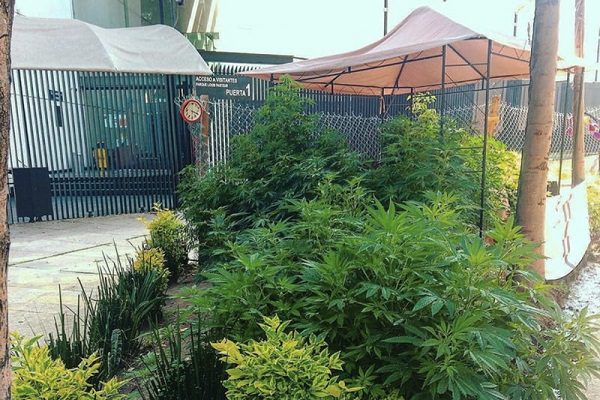 García Harfuch descarta retiro de plantón de mariguana afuera del Senado