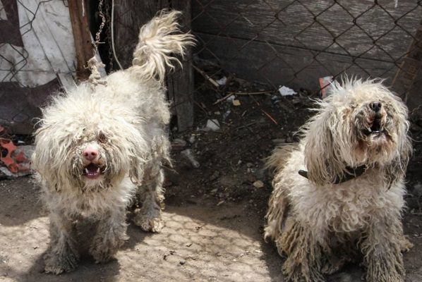 SCJN invalida facultad de rescatistas para ingresar a domicilios a rescatar animales