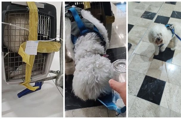 Volaris envía por error a perrito de Yucatán a Guadalajara; debía entregarlo en CDMX