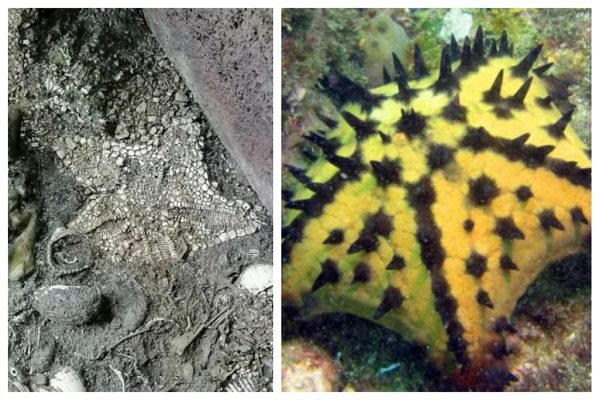 Encuentran en el Templo Mayor vestigios de una estrella de mar