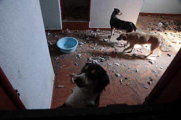 Rescatan a 60 perros y gatos en situación de maltrato en una casa de Puebla