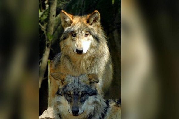 Profepa realiza operativo en Zoológico de Chapultepec luego de 5 días de muerte de lobos
