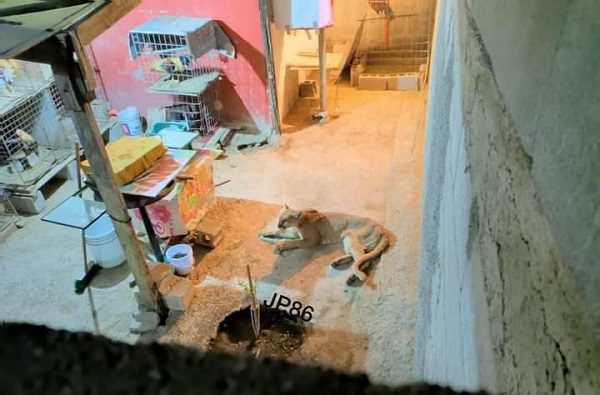 Rescatan a puma que se refugió en patio de casa en Monclova, Coahuila #VIDEO