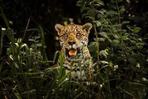 Captan en #VIDEO a jaguar rondando en residencial de Quintana Roo