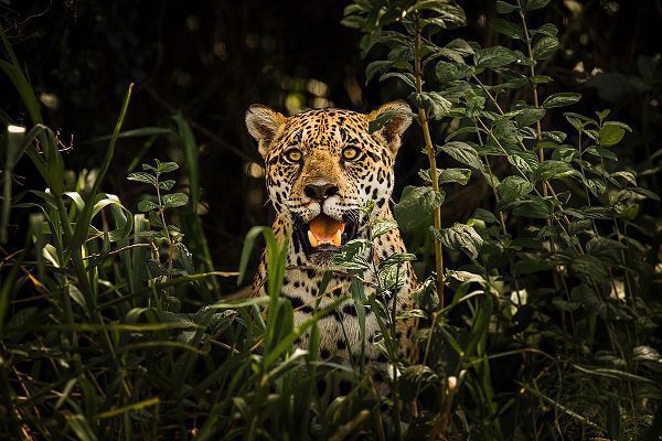 Captan en #VIDEO a jaguar rondando en residencial de Quintana Roo
