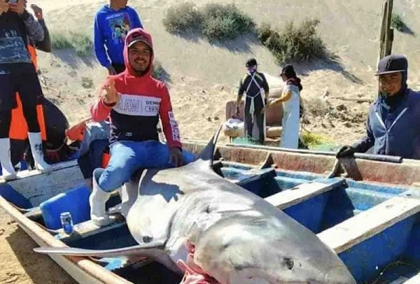 Pescadores presumen captura de tiburón que habría devorado a compañero, en Sonora