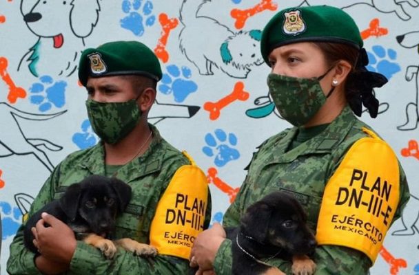 'Los perritos de Santa Lucía', el proyecto de adopción y cuidado que se desprende del AIFA