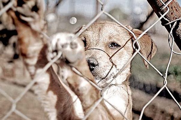 En histórica decisión, Tamaulipas aprueba perito veterinario