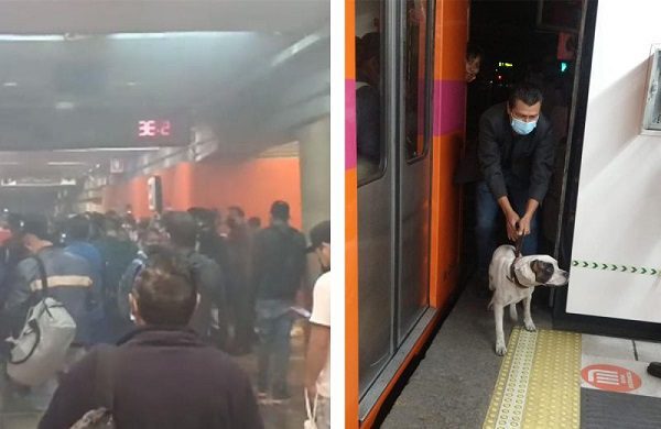 Retrasos en el Metro CDMX por rescate de un perrito y presencia de humo