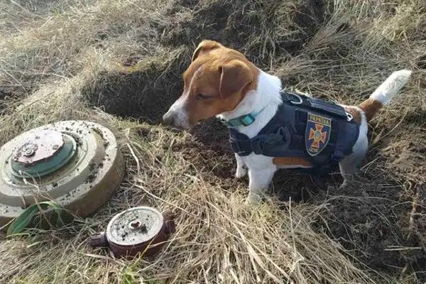 'Patron', el perrito estrella que detecta minas y explosivos en Ucrania