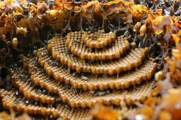 Hombre muere por un ataque de abejas en Valle de Chalco, Estado de México