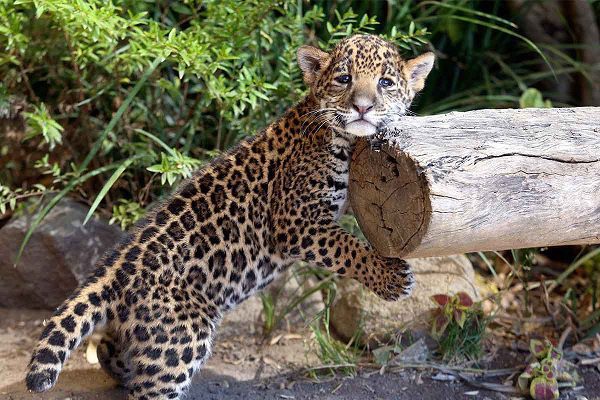 Oaxaca crea la primera Procuraduría de Protección al Ambiente