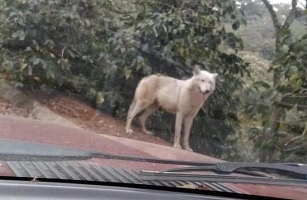 Capturan a loba blanca que había sido captada deambulando por Huatusco, Veracruz