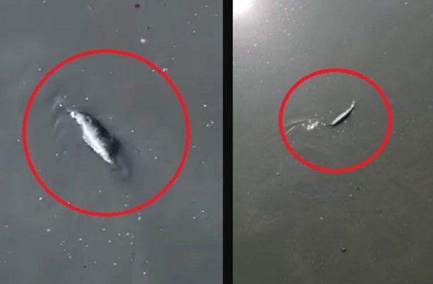 Animal nadando en canal de aguas negras de Edomex se hace viral #VIDEO