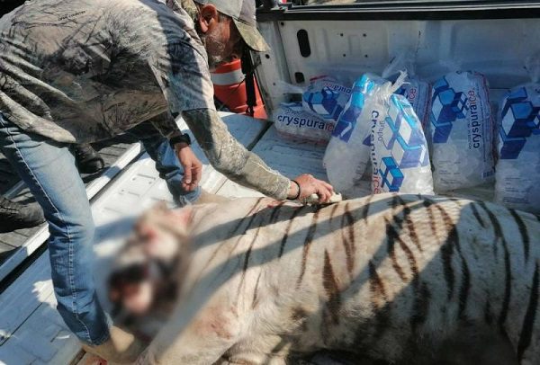Profepa presenta denuncia ante FGR por ejecución de tigre blanco en Querétaro