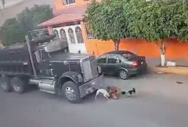 Exigen castigo contra conductor que atropelló a grupo de perritos en calles de Querétaro