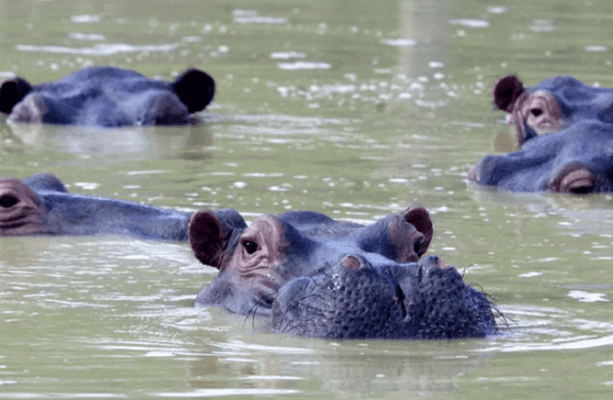 Colombia declara al hipopótamo una de las especies exóticas invasoras