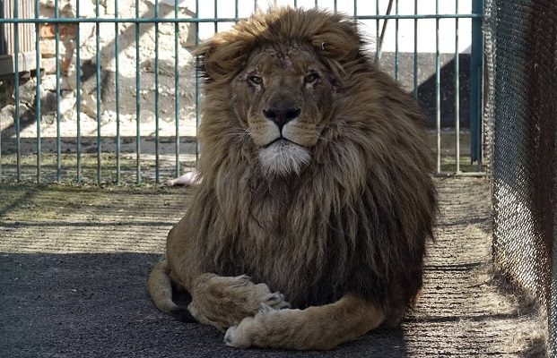 León llamado 'Simba' es rescatado de zoológico en Ucrania y llevado a Ucrania