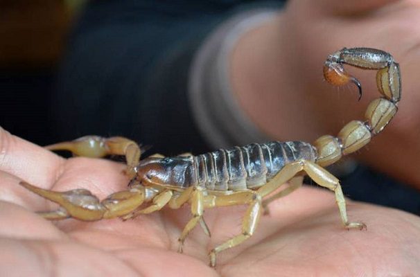 Hospitalizan a una niña de 3 años tras tragarse un alacrán, en Durango