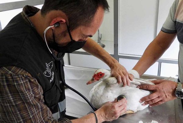 Rescatan a 17 patos en predio de la GAM y los llevan a Los Dinamos