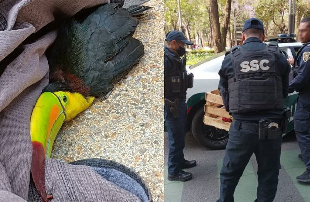 Mujer rescata tucán en Paseo de la Reforma y policías lo extravían
