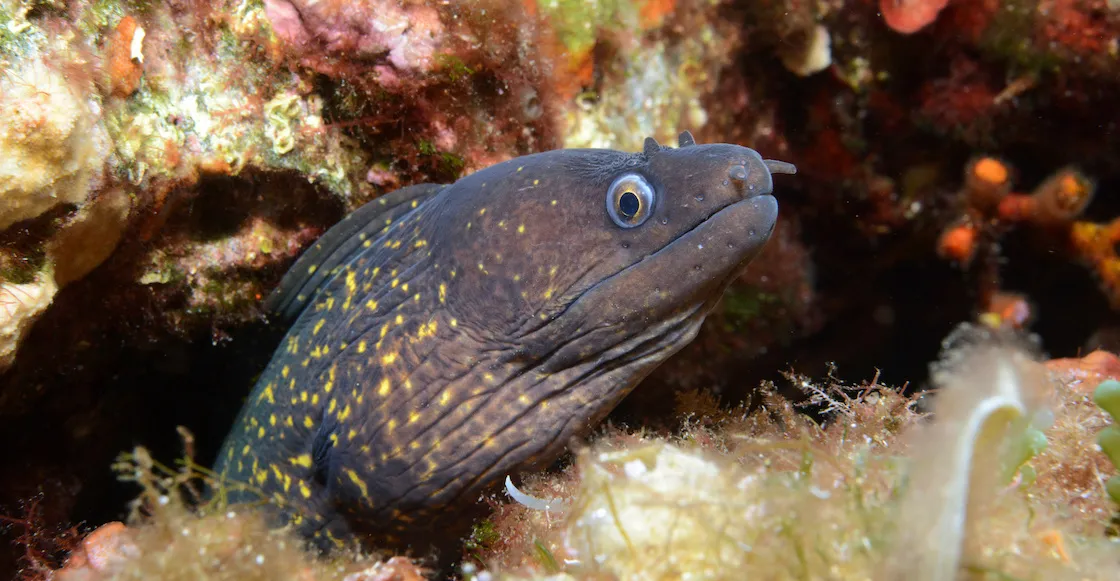Cierran dos playas en Nayarit por 165 ataques de peces Morena