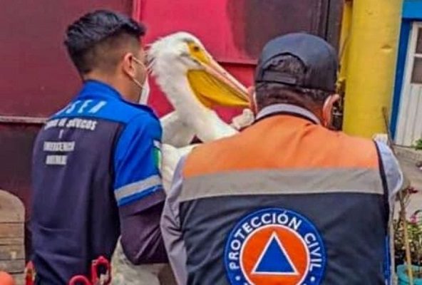 Rescatan a pelícano con alas dañadas en calles de la CDMX