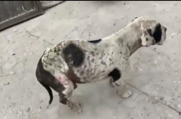 Denuncian a mujer que arrojó ácido a un lomito en Puebla #VIDEO