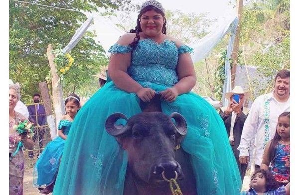 Quinceañera llega a su fiesta montada en un búfalo, en Veracruz