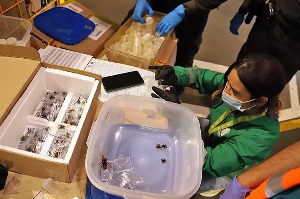 Decomisan en Bogotá 140 tarántulas que iban a ser exportadas ilegalmente a México