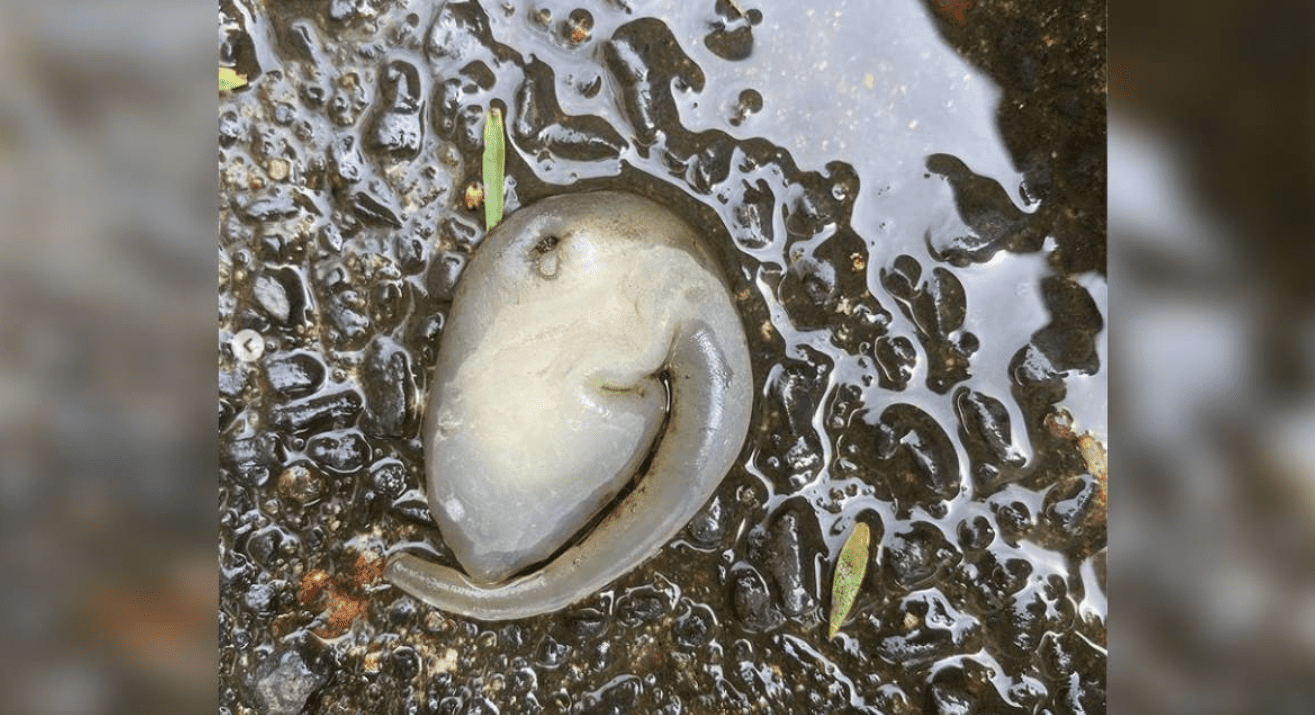 Criatura extraña causa alarma en las calles de Sidney