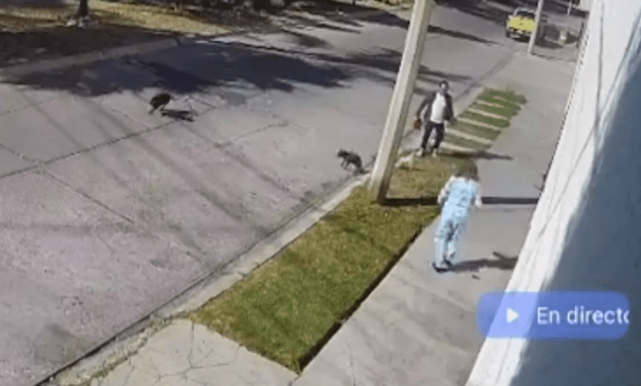 Fiscalía de San Luis Potosí investiga nuevo caso de maltrato animal