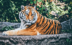 Activistas reprueban a policías que sacrificaron a tigre capturado en Querétaro