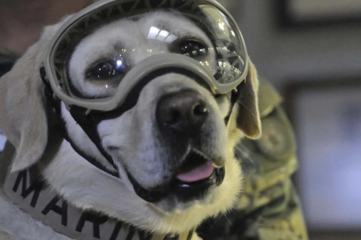 Frida, la perrita rescatista del sismo 19S