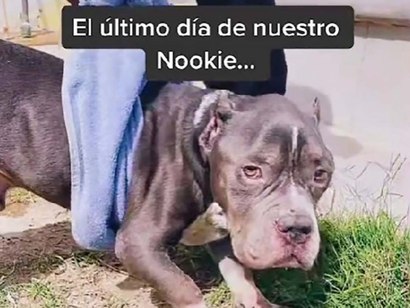 Joven comparte video del último día de su perrito