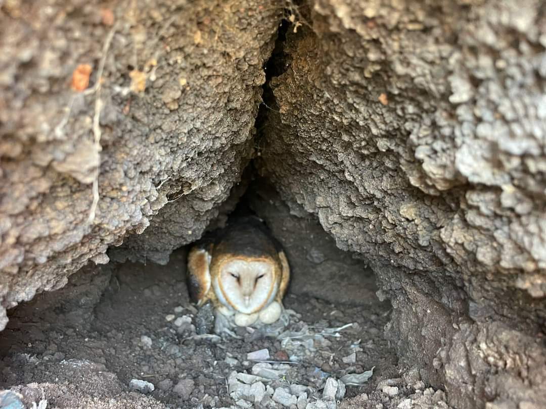 Lechuza rescatada en la México-Pachuca
